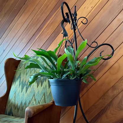 Staghorn Netherlands Fern Hanging Basket (Platycerium Bifurcatum &