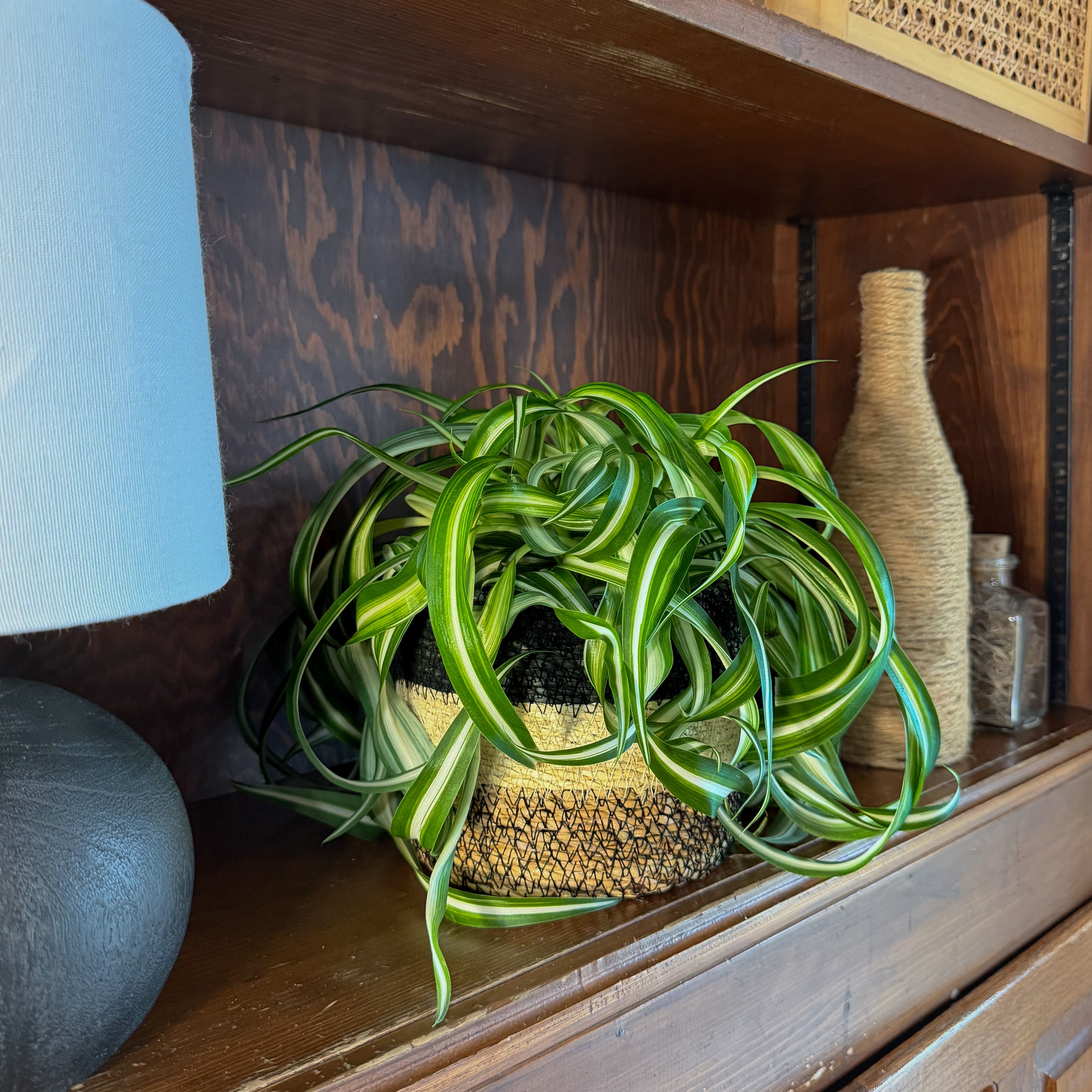 Spider Curly (Chlorophytum Comosum &