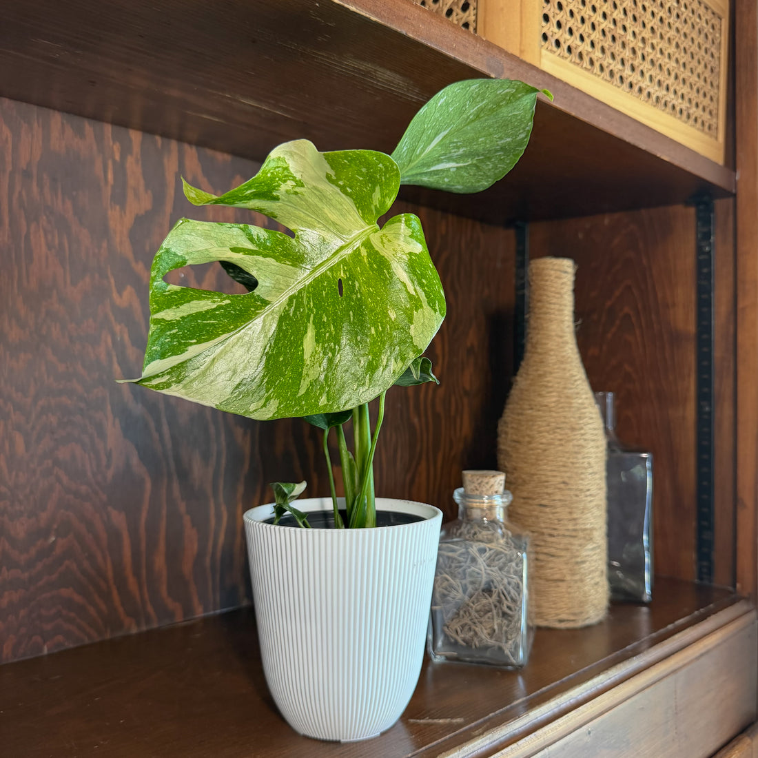 Monstera Thai Constellation (Monstera Deliciosa &