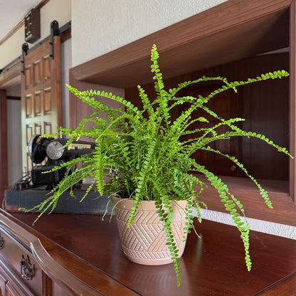 Lemon Button Fern (Nephrolepis Cordifolia &