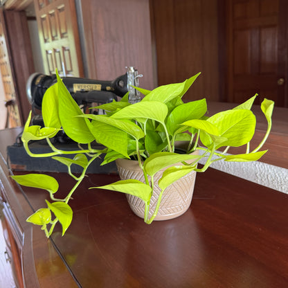 Pothos Neon Hanging Basket (Epipremnum Aureum &