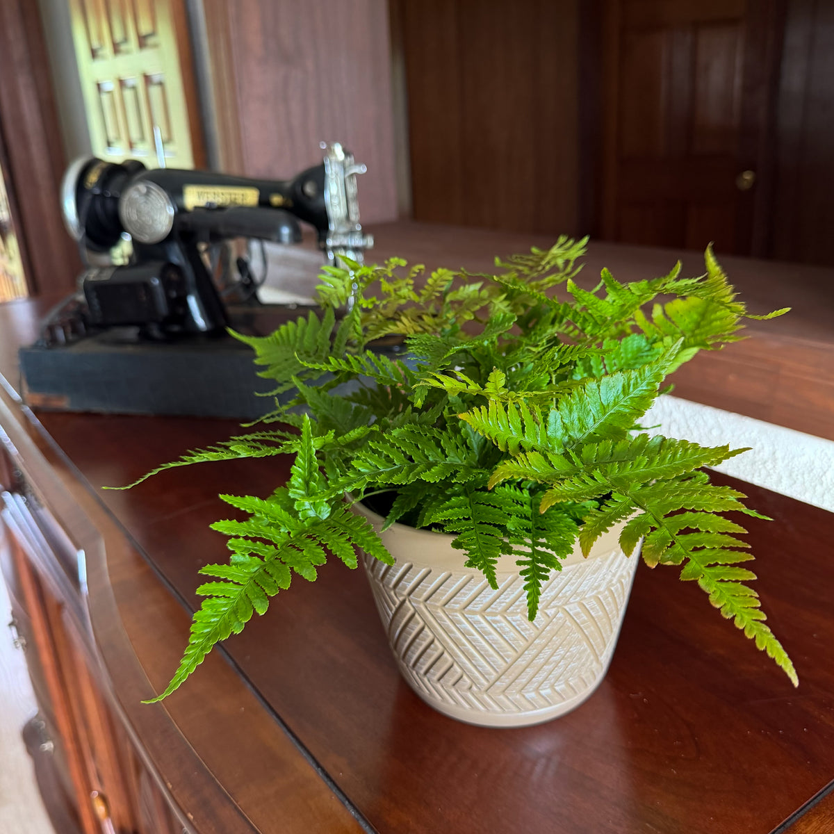 Autumn Fern (Dryopteris Erythrosora) - 6 Inch Indoor Houseplant