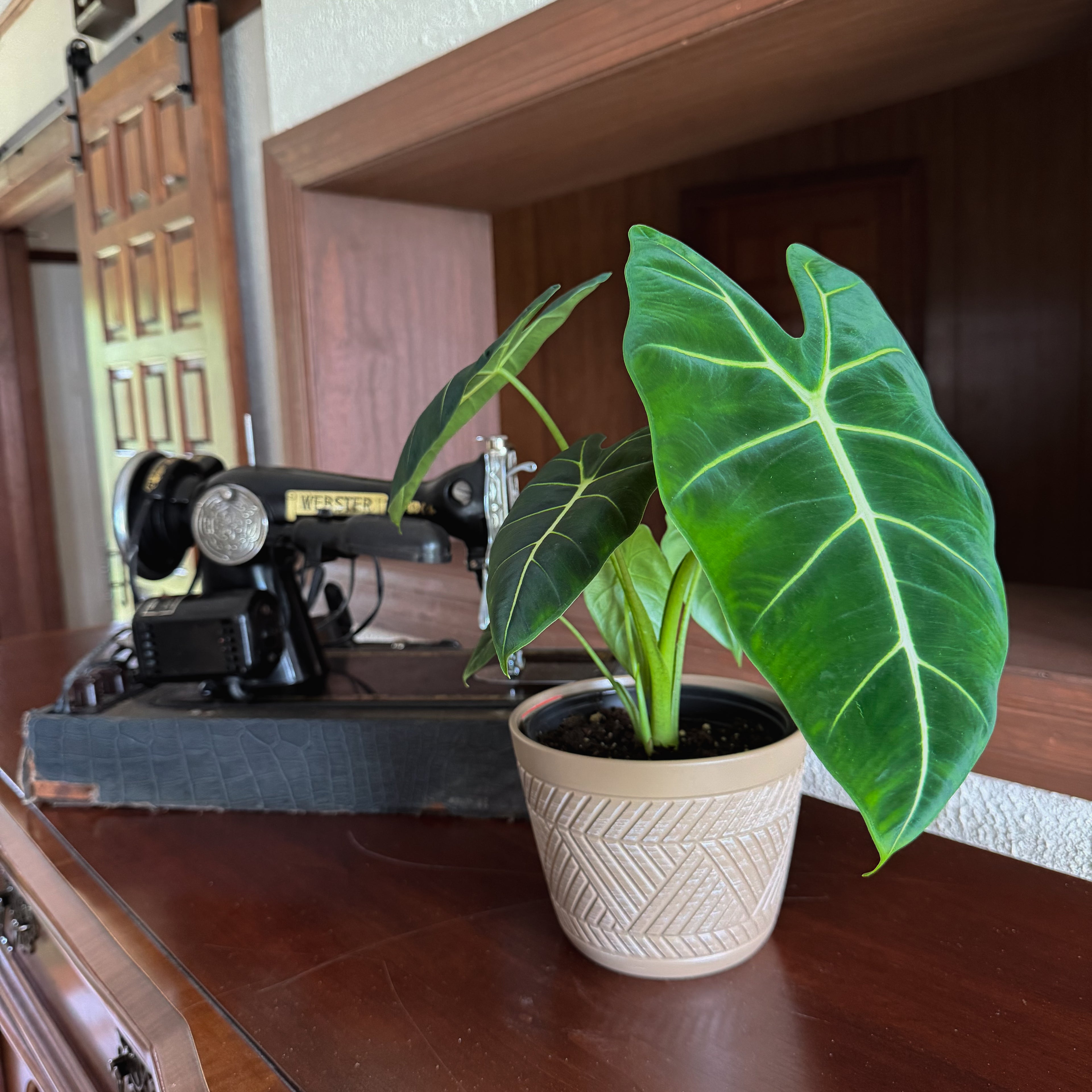 Alocasia Frydek (Alocasia Micholitziana &