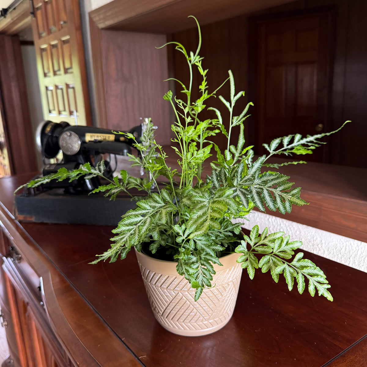 Silver Lace Fern (Pteris Ensiformis &