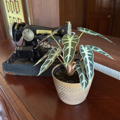 Alocasia Bambino (Alocasia Amazonica &