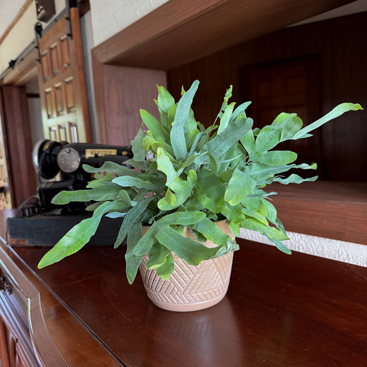 Blue Star Footed Fern (Phlebodium Aureum &