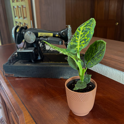 Dieffenbachia Reflector (Dieffenbachia Seguine &
