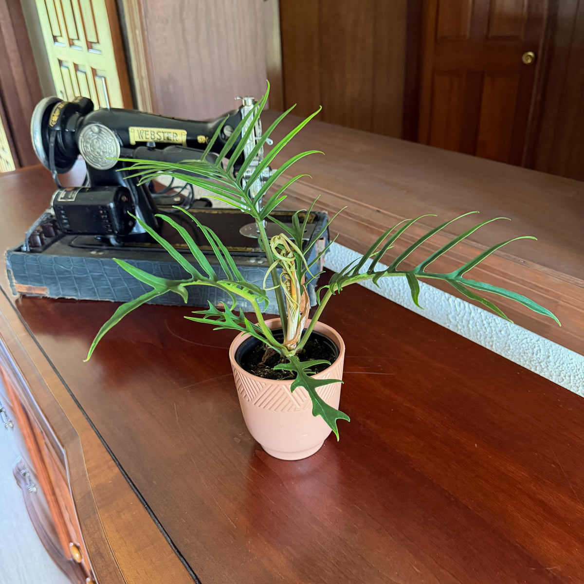 Philodendron Tortum (Philodendron Tortum M.L.Soares &amp; Mayo) - 4 Inch Indoor Houseplant