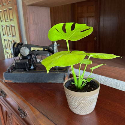 Monstera Super Golden (Monstera Deliciosa &