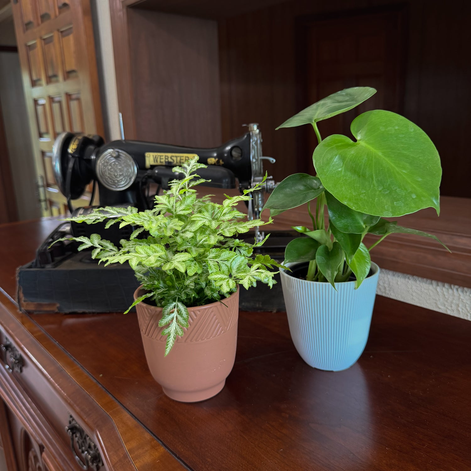 Fern &amp; Foliage Mystery Houseplant 2 Pack - 4 Inch Indoor Houseplants