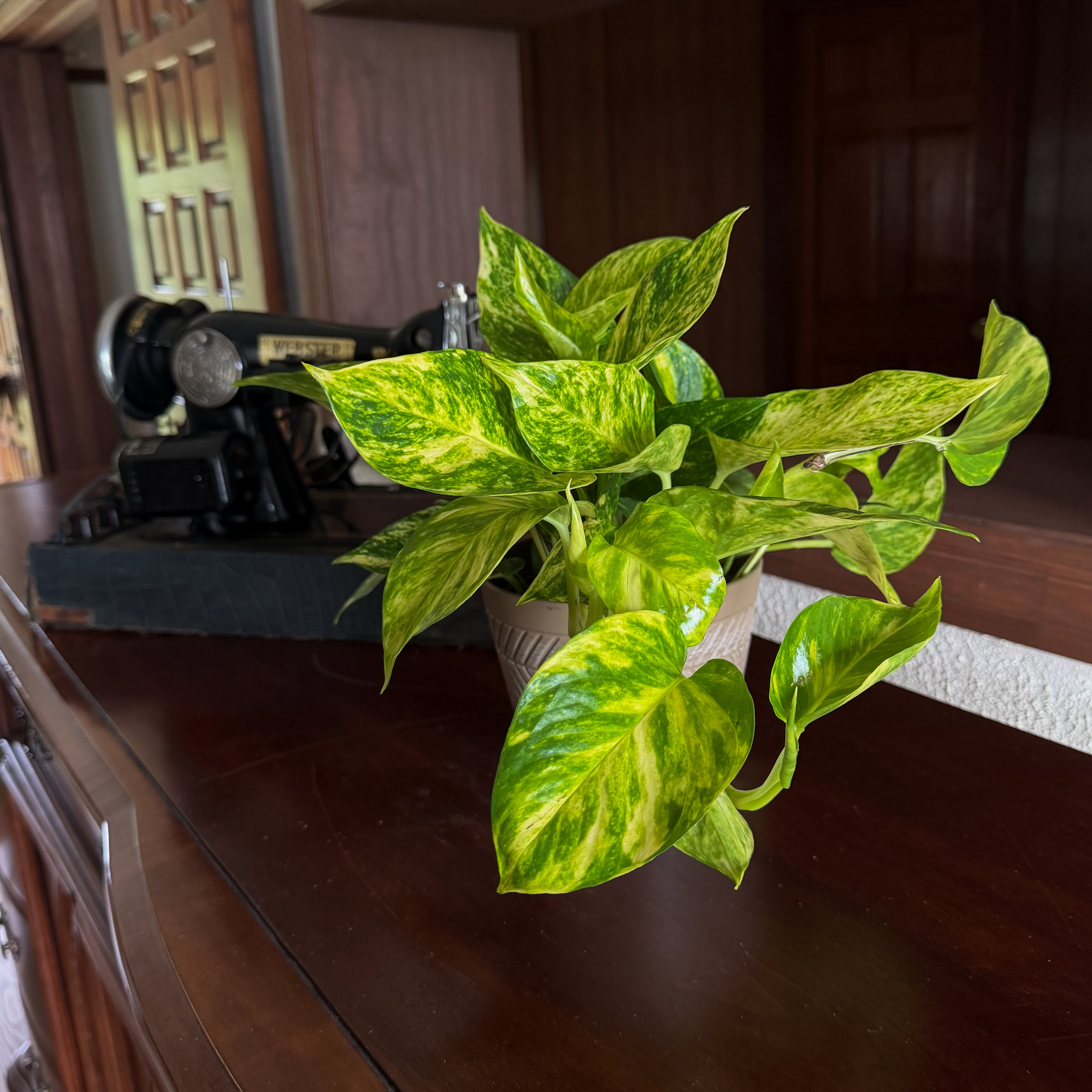 Pothos Hawaiian Hanging Basket (Epipremnum Aureum &