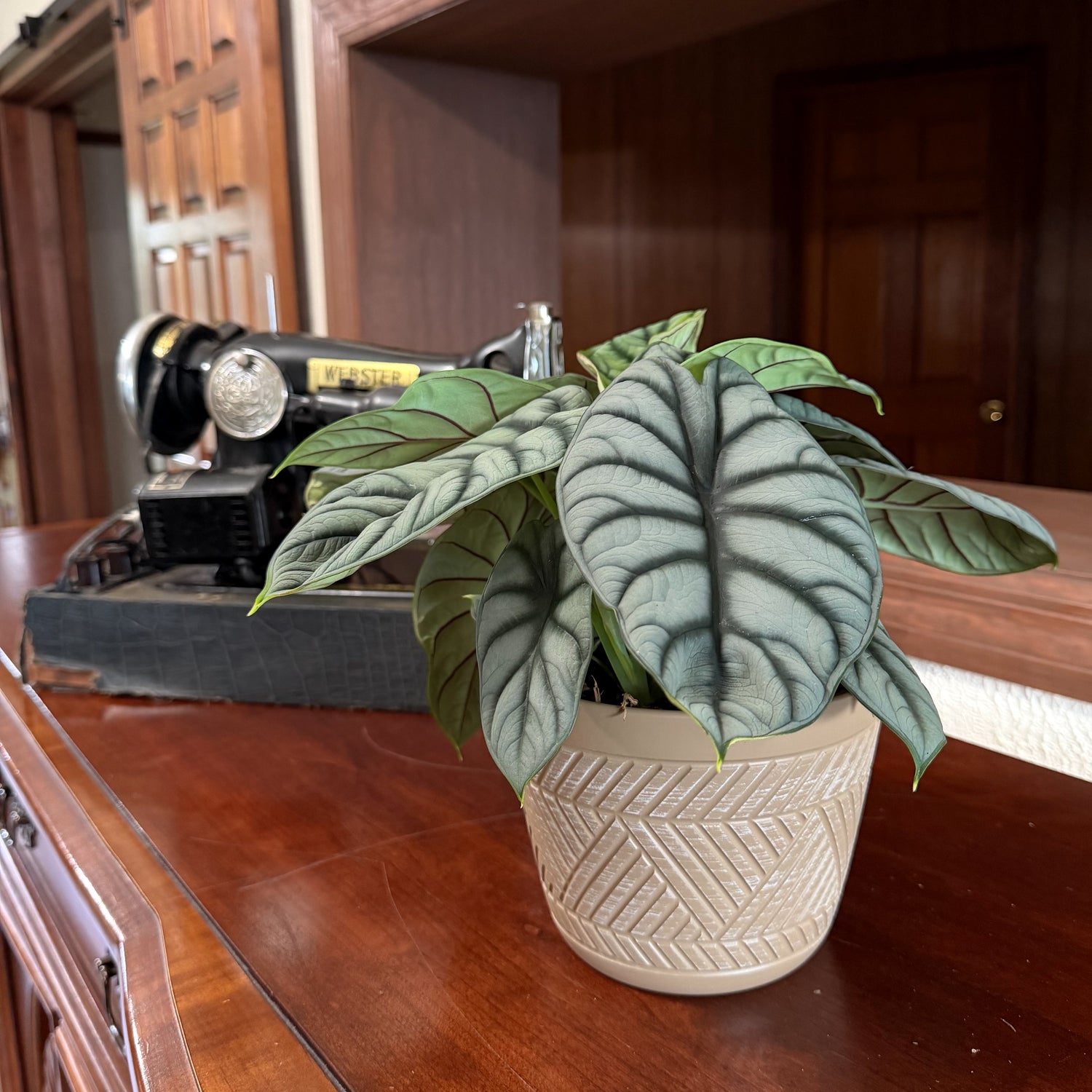 Alocasia Silver Dragon (Alocasia Baginda &