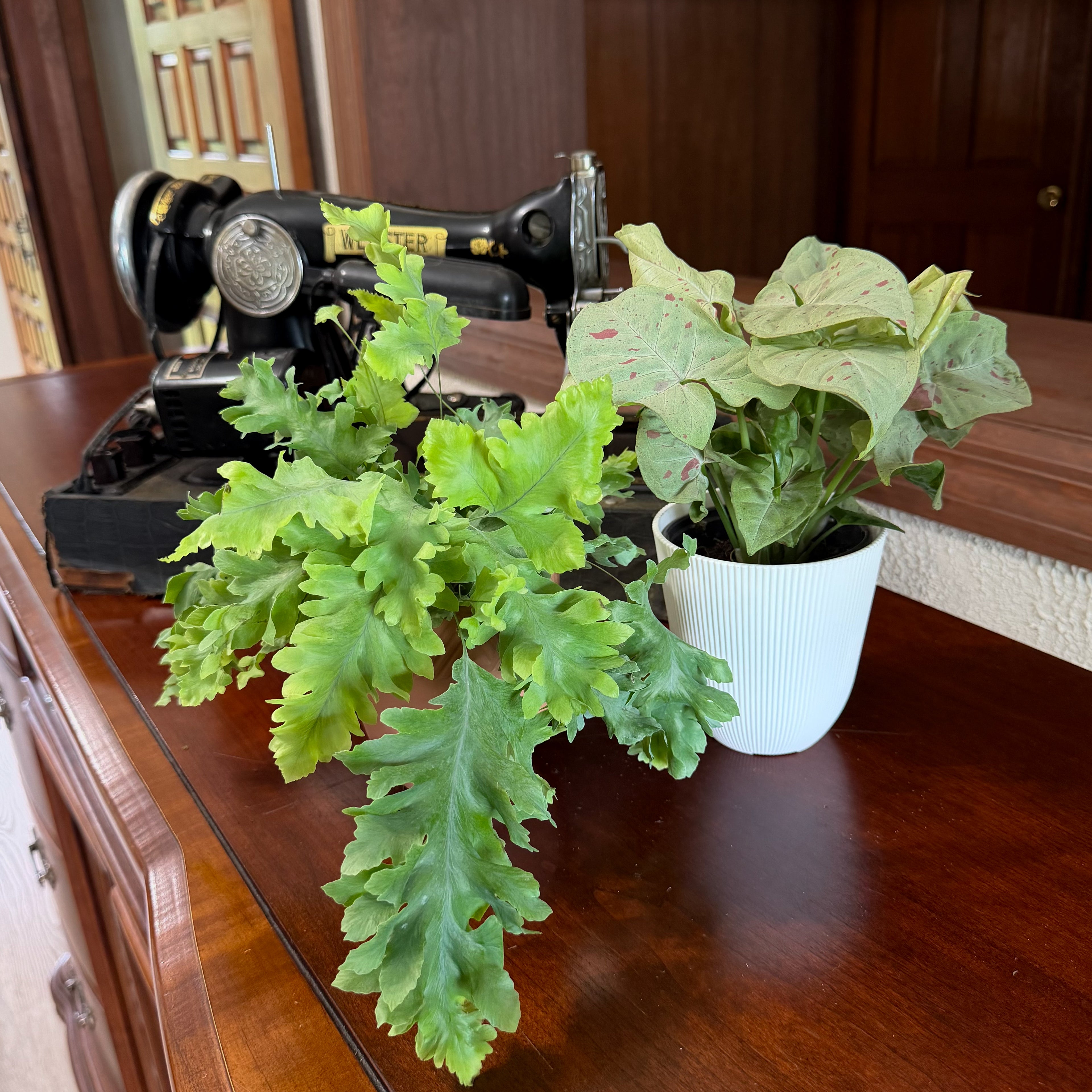 Fern &amp; Foliage Mystery Houseplant 4 Pack - 4 Inch Indoor Houseplants
