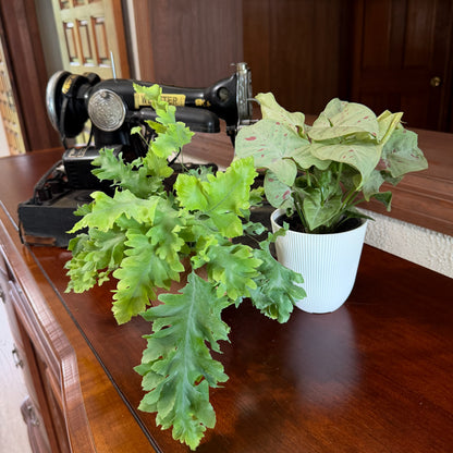 Fern &amp; Foliage Mystery Houseplant 4 Pack - 4 Inch Indoor Houseplants