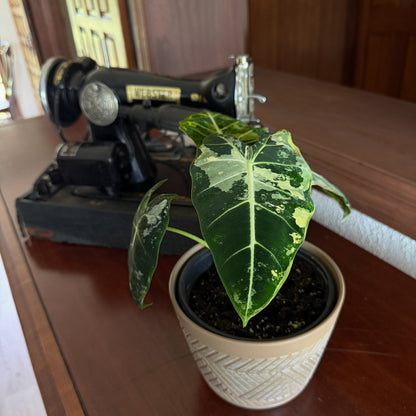 Alocasia Frydek Variegated (Alocasia Micholitziana &