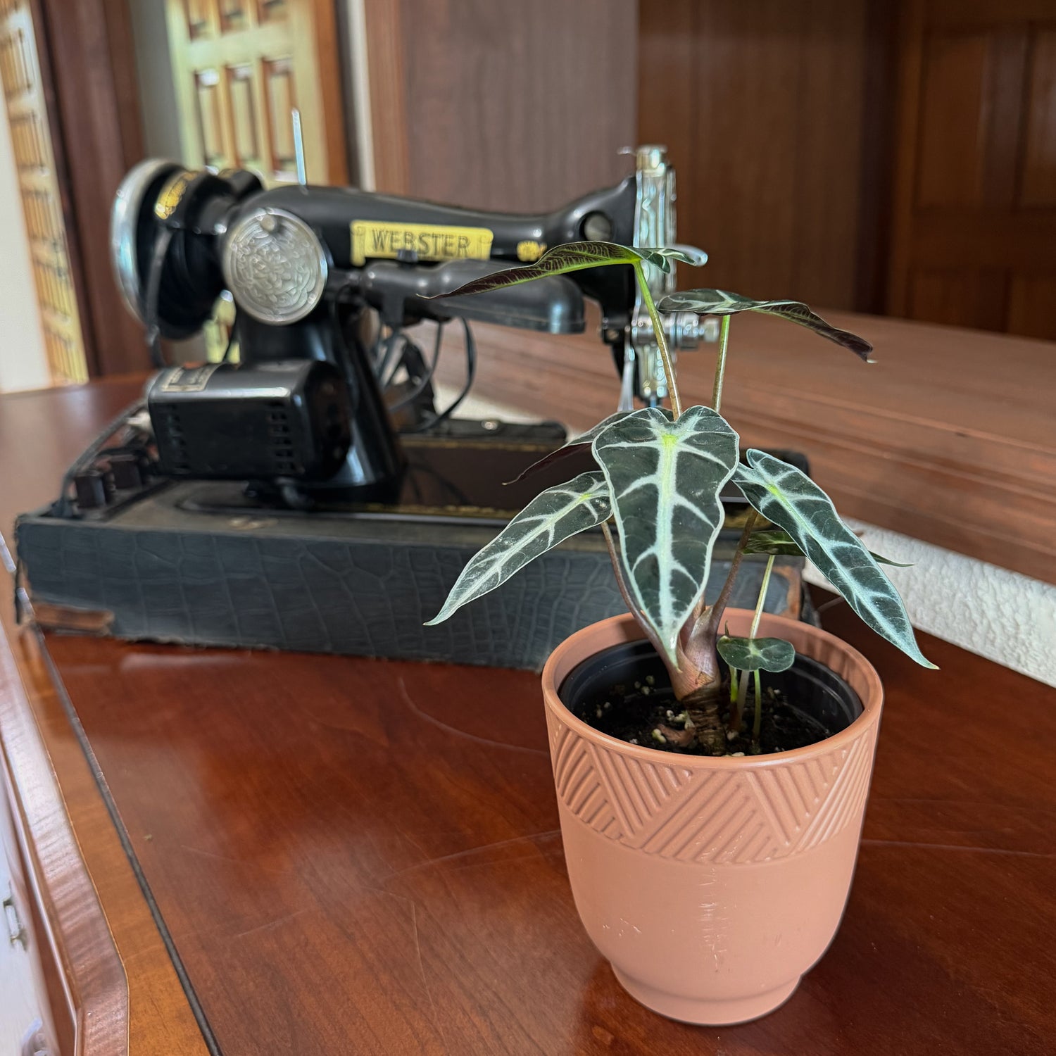 Alocasia Bambino (Alocasia Amazonica &