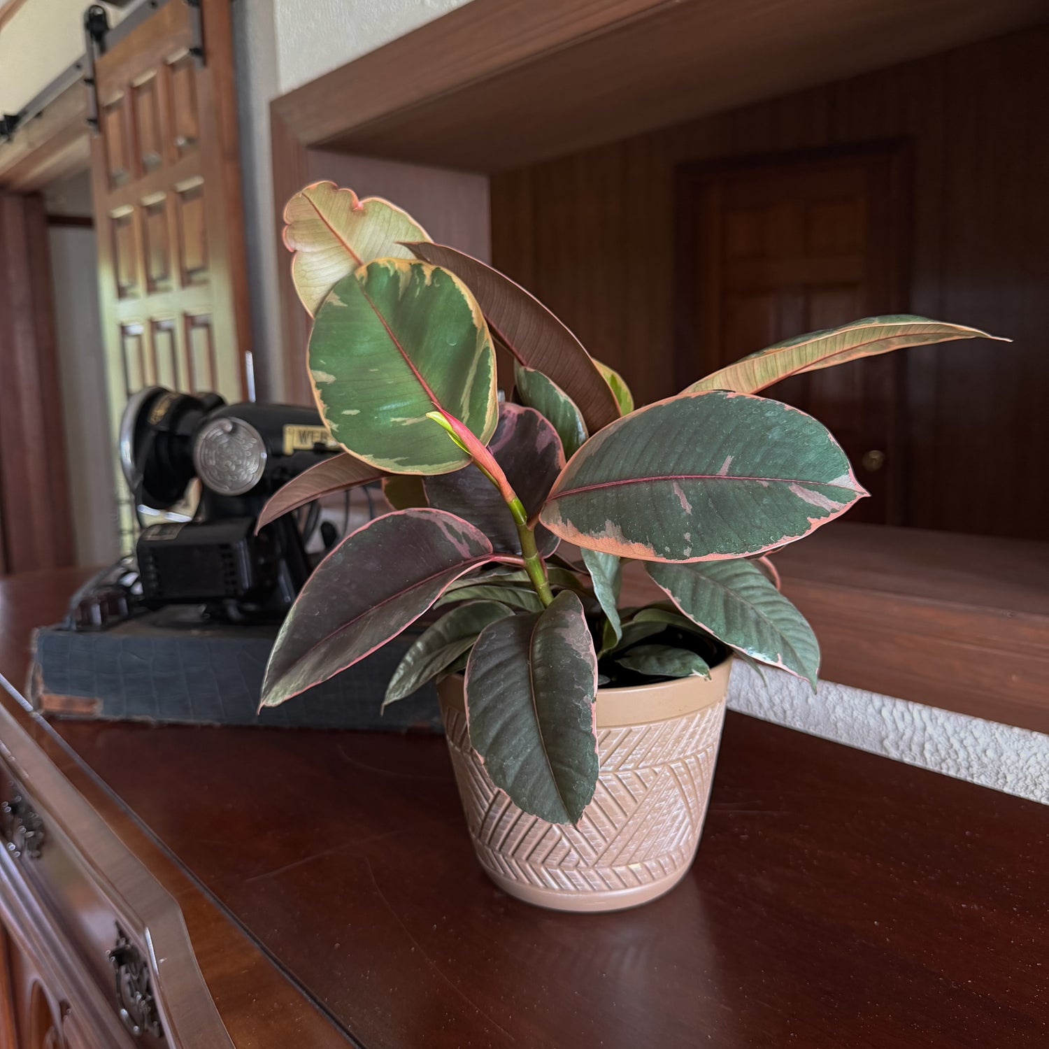 Ruby Rubber Plant (Ficus Elastica &