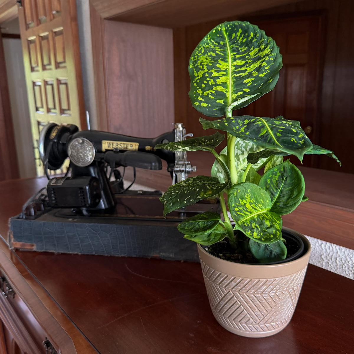 Dieffenbachia Reflector (Dieffenbachia Seguine &