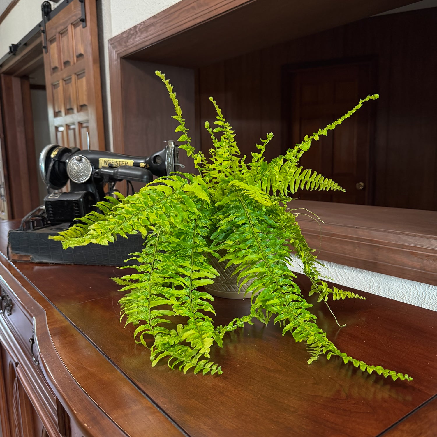 Tiger Stripe Boston Fern (Nephrolepis Exaltata &