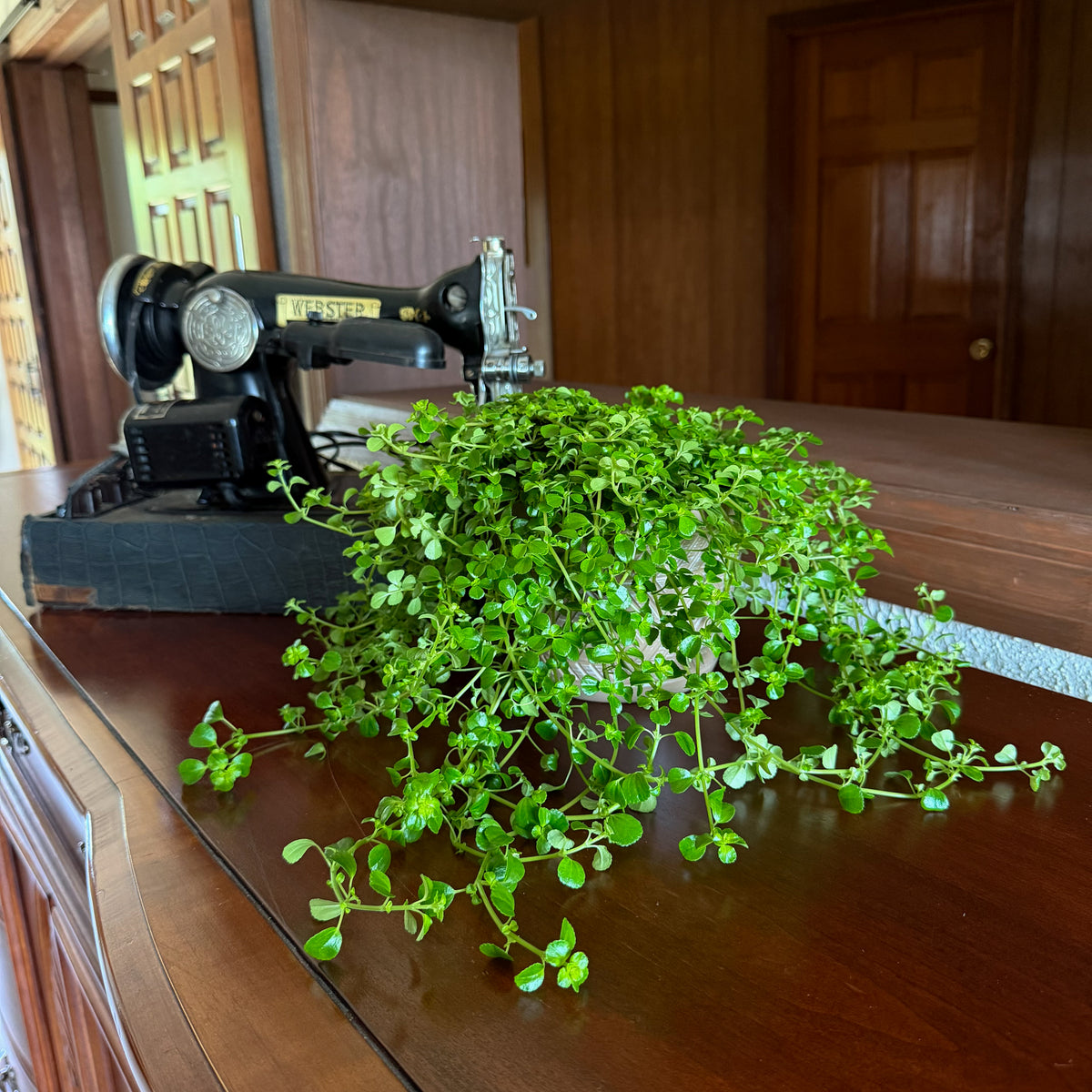 Pilea Green Baby Tears Hanging Basket (Pilea Depressa) - 6 Inch Indoor Houseplant