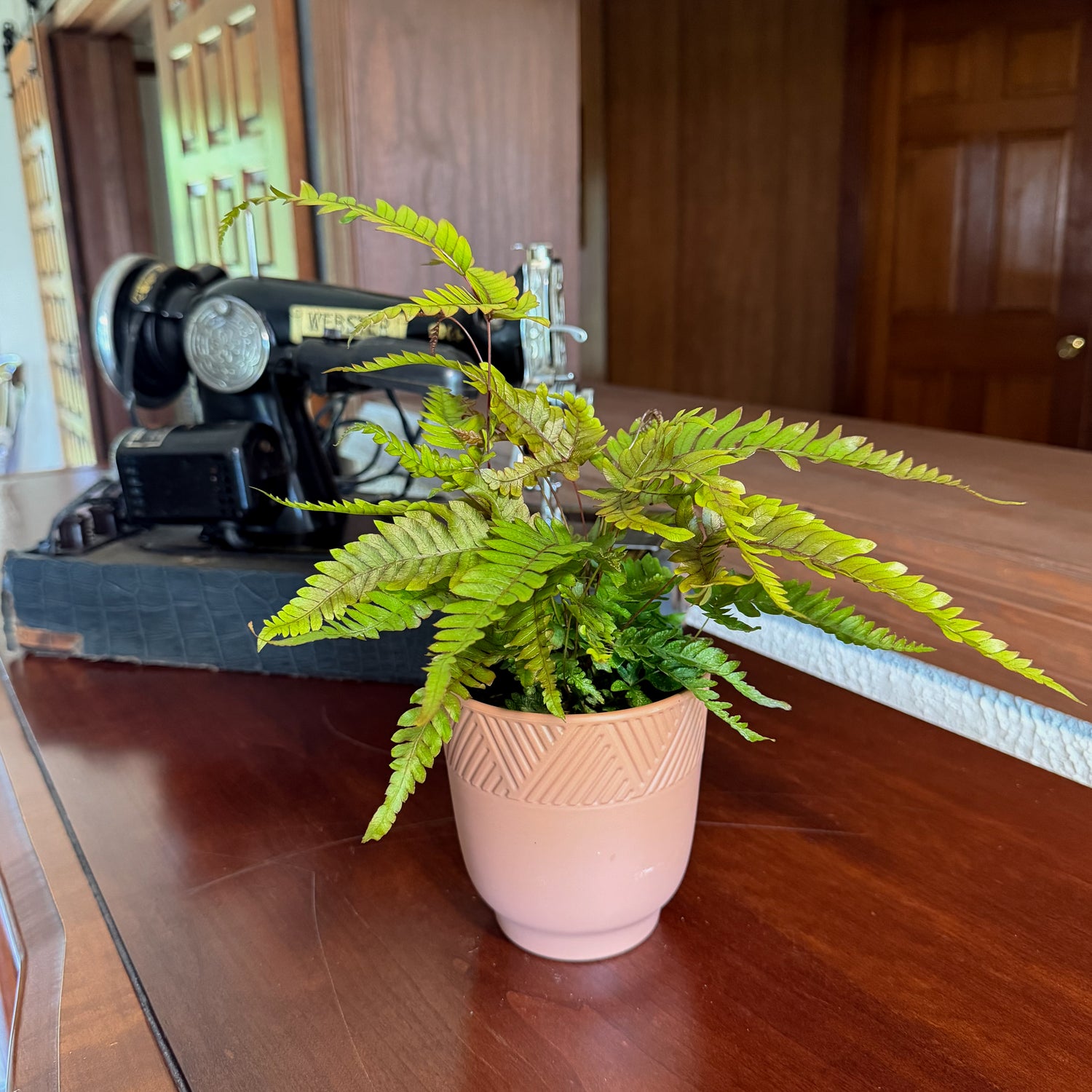 Tri-Color Fern (Pteris Quadriaurita &