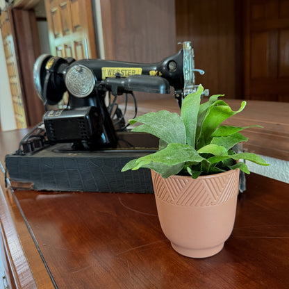 Staghorn Netherlands Fern (Platycerium Bifurcatum &