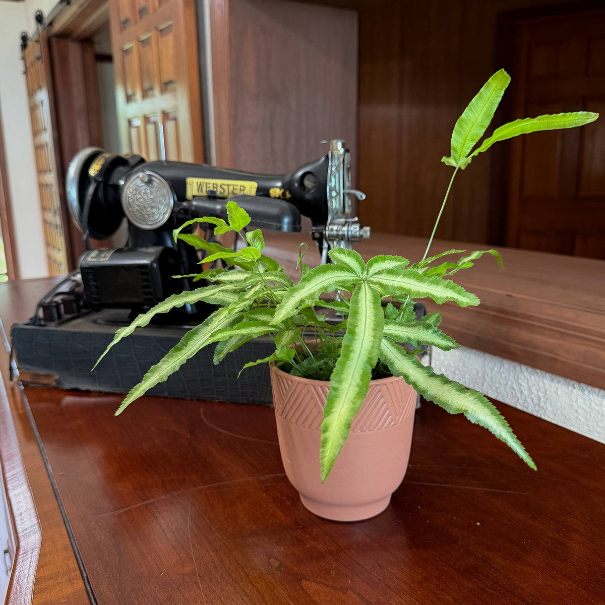 Silver Ribbon Fern (Pteris Cretica &