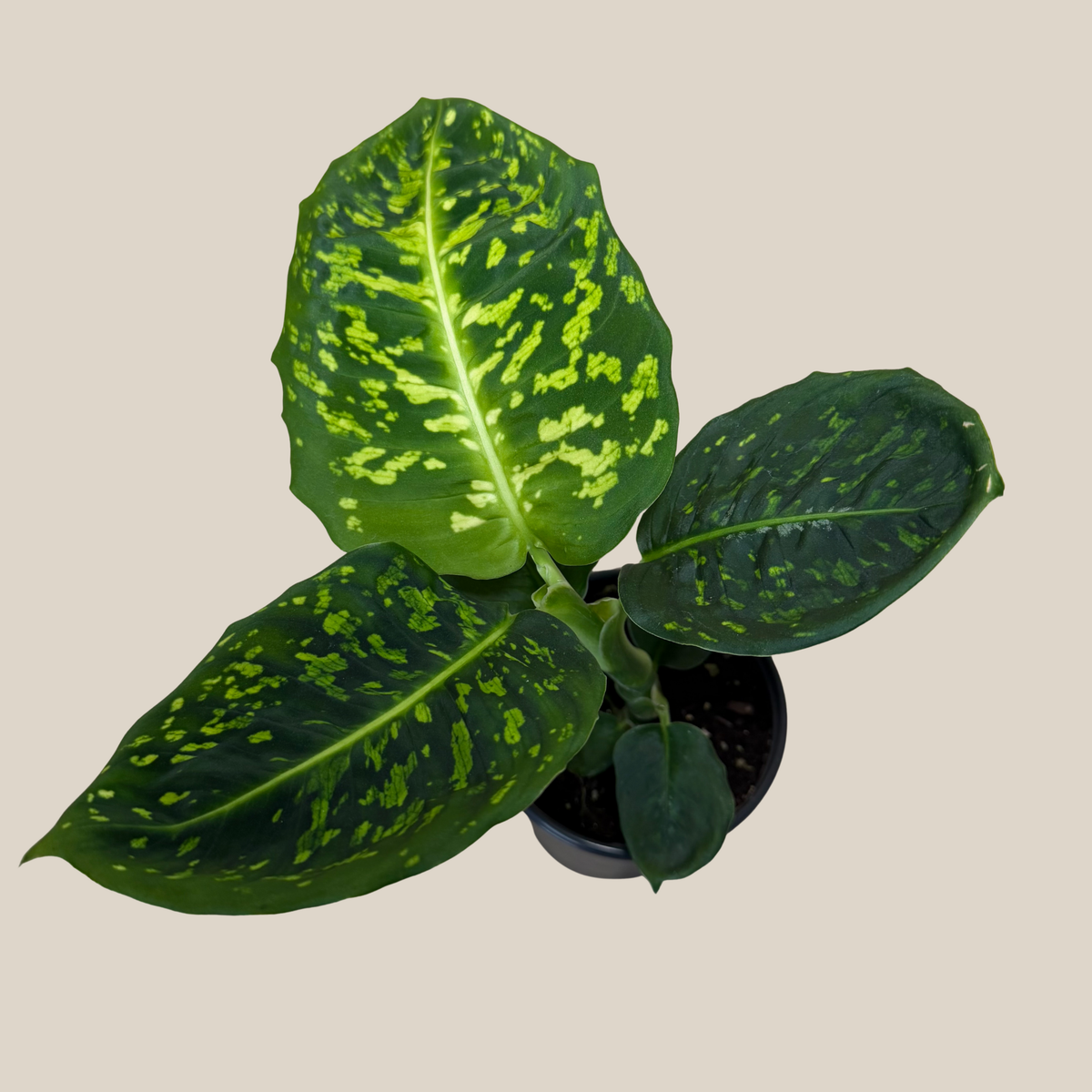 Dieffenbachia Reflector (Dieffenbachia Seguine &
