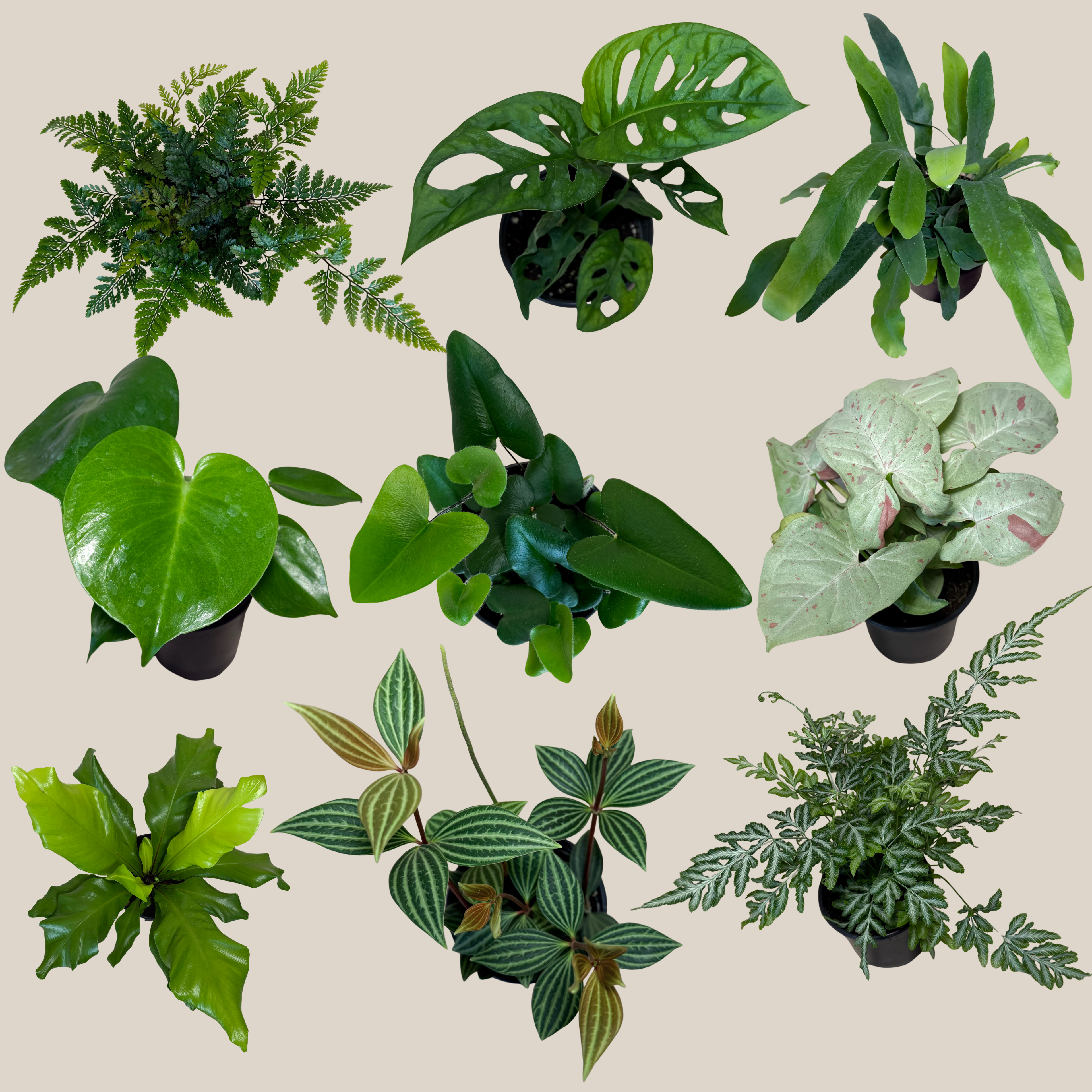 Fern &amp; Foliage Mystery Houseplant 2 Pack - 4 Inch Indoor Houseplants