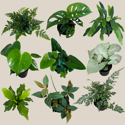 Fern &amp; Foliage Mystery Houseplant 2 Pack - 4 Inch Indoor Houseplants