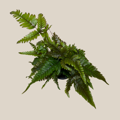 Tri-Color Fern (Pteris Quadriaurita &