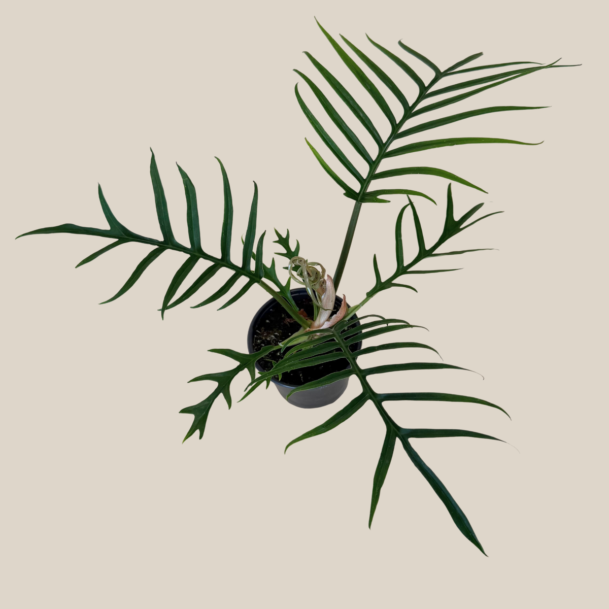 Philodendron Tortum (Philodendron Tortum M.L.Soares &amp; Mayo) - 4 Inch Indoor Houseplant