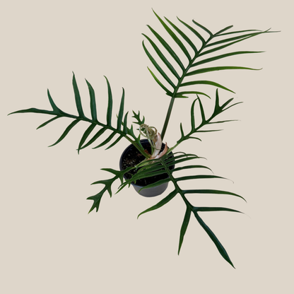 Philodendron Tortum (Philodendron Tortum M.L.Soares &amp; Mayo) - 4 Inch Indoor Houseplant