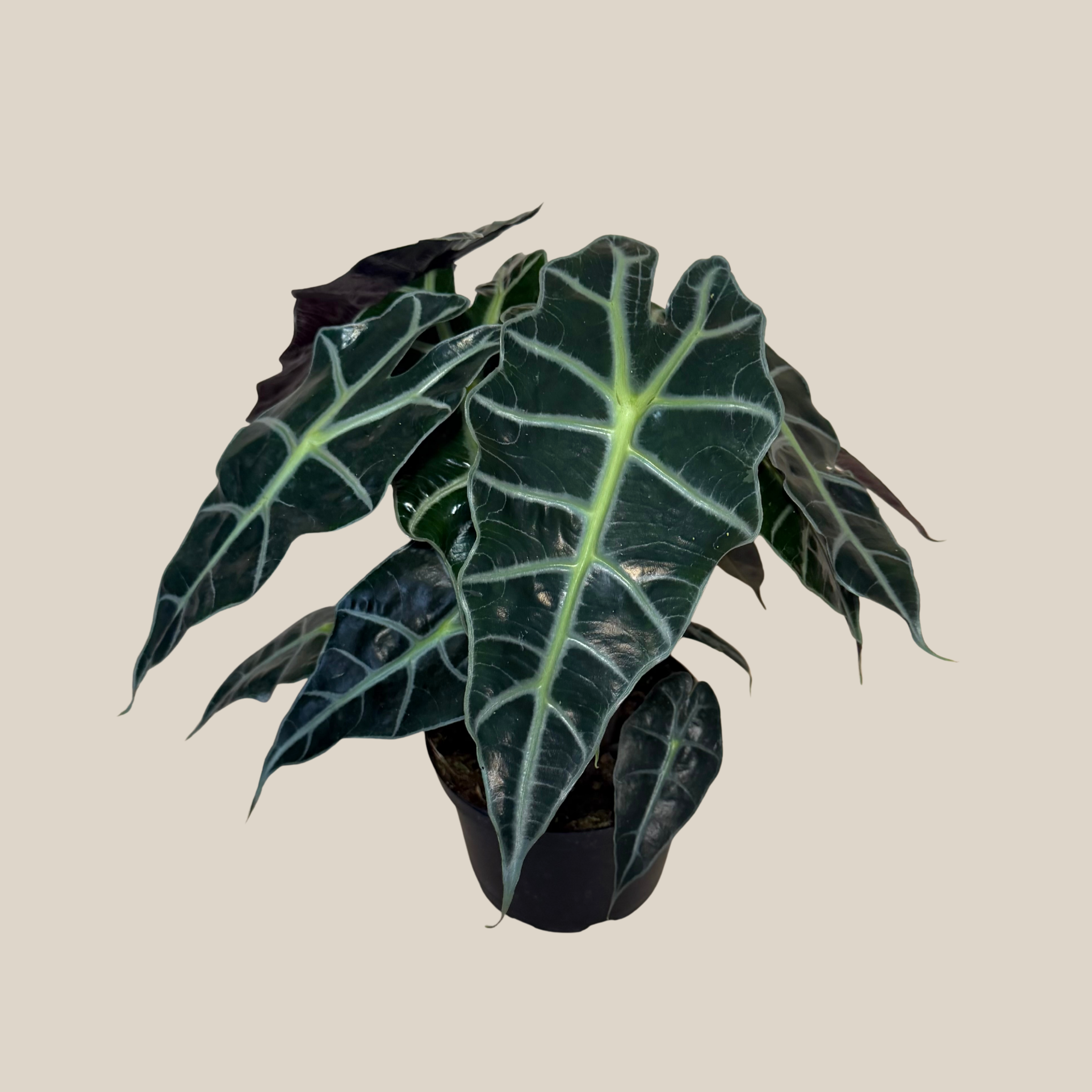 Alocasia Polly (Alocasia x Amazonica &