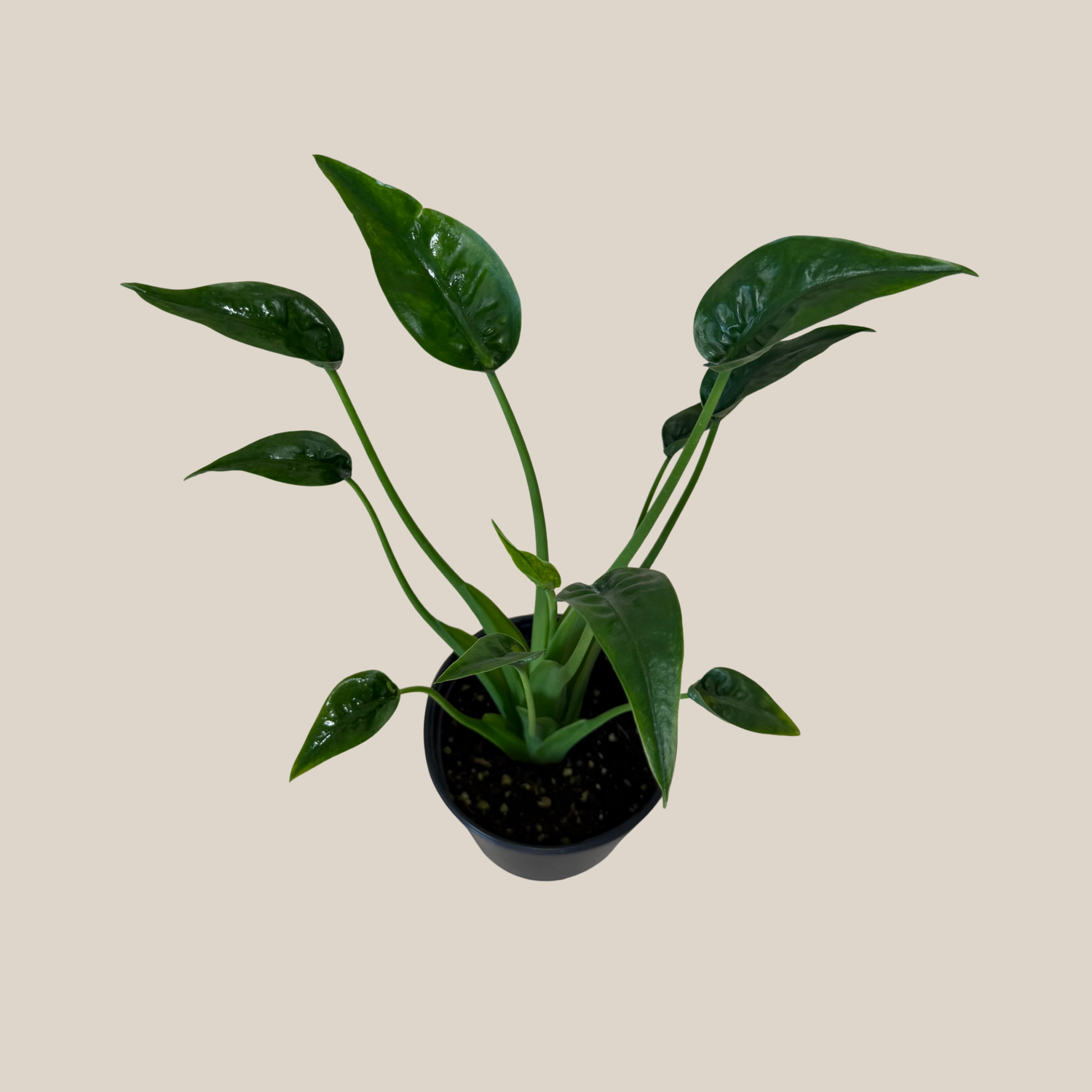 Alocasia Tiny Dancer (Alocasia Brisbanensis x Alocasia Odora &