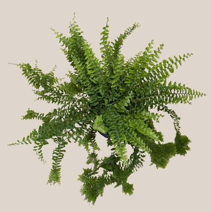 Petticoat Boston Fern (Nephrolepis Exaltata &