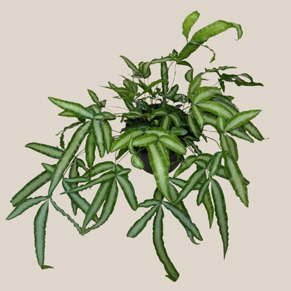 Silver Ribbon Fern (Pteris Cretica &