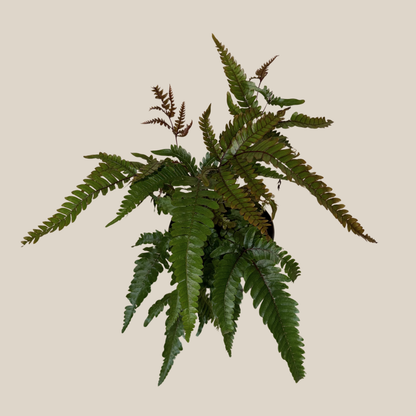 Tri-Color Fern (Pteris Quadriaurita &