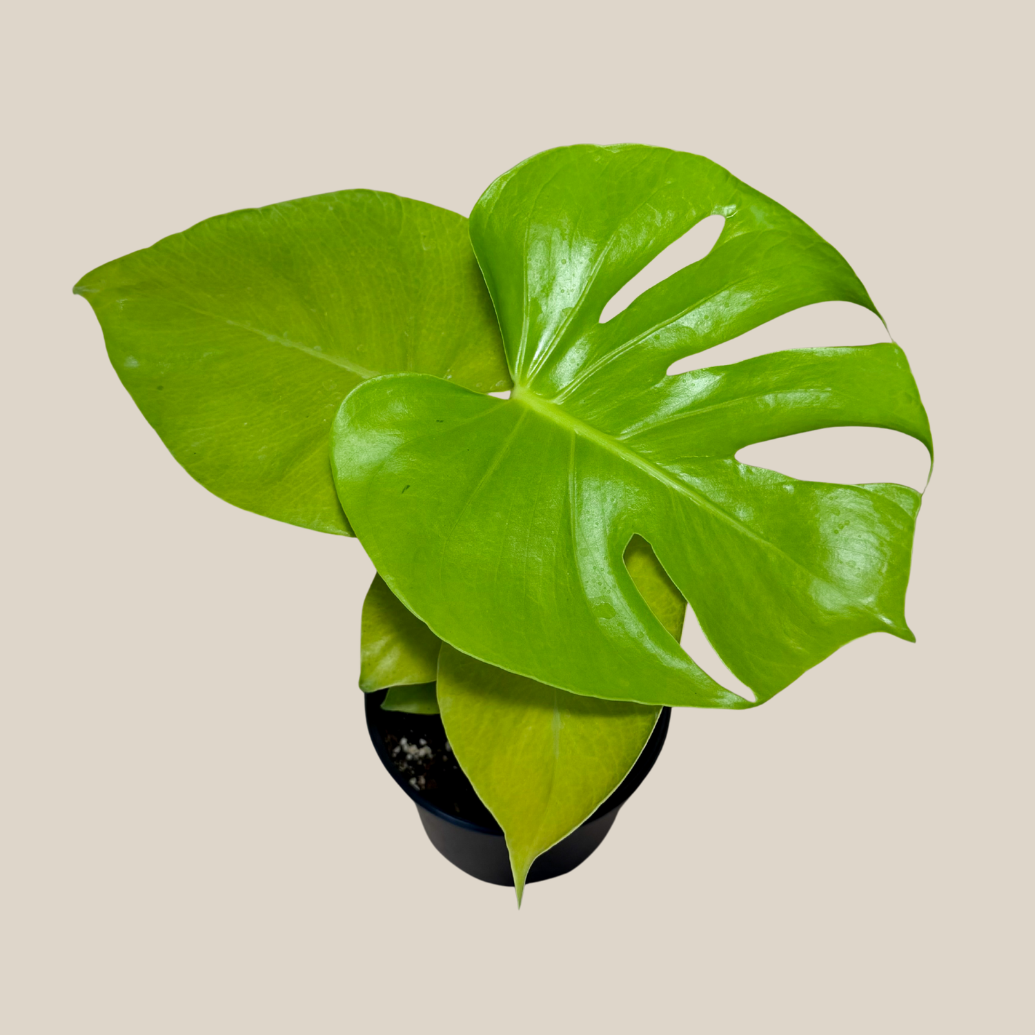 Monstera Super Golden (Monstera Deliciosa &
