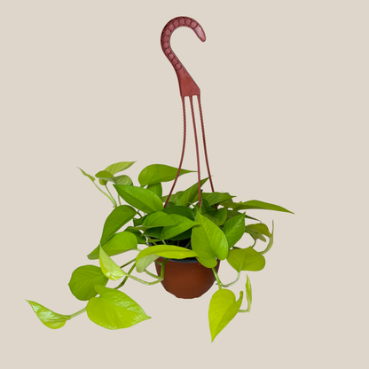 Pothos Neon Hanging Basket (Epipremnum Aureum &
