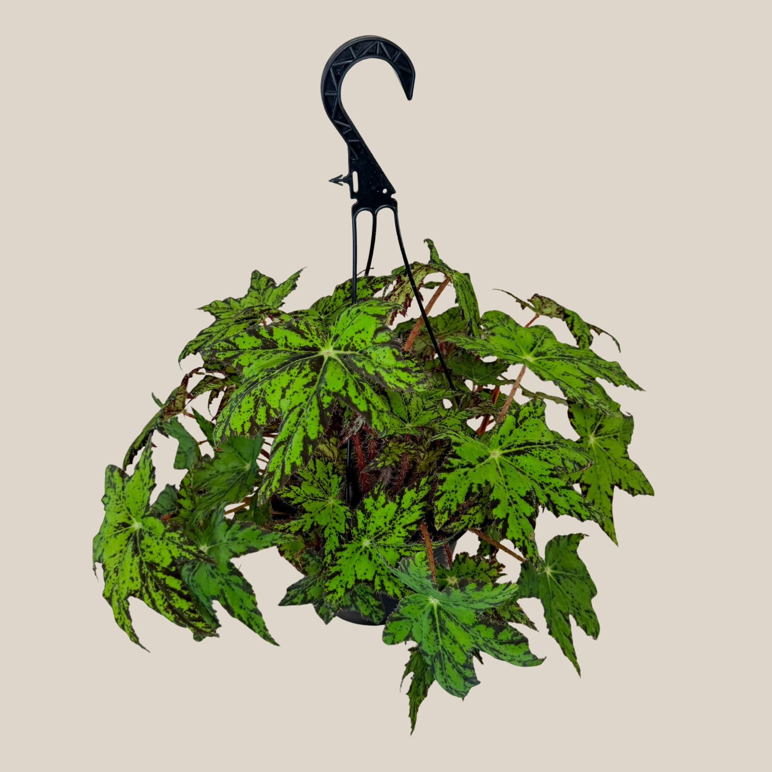 Begonia Geometry Hanging Basket (Begonia Rex-Cultorum &