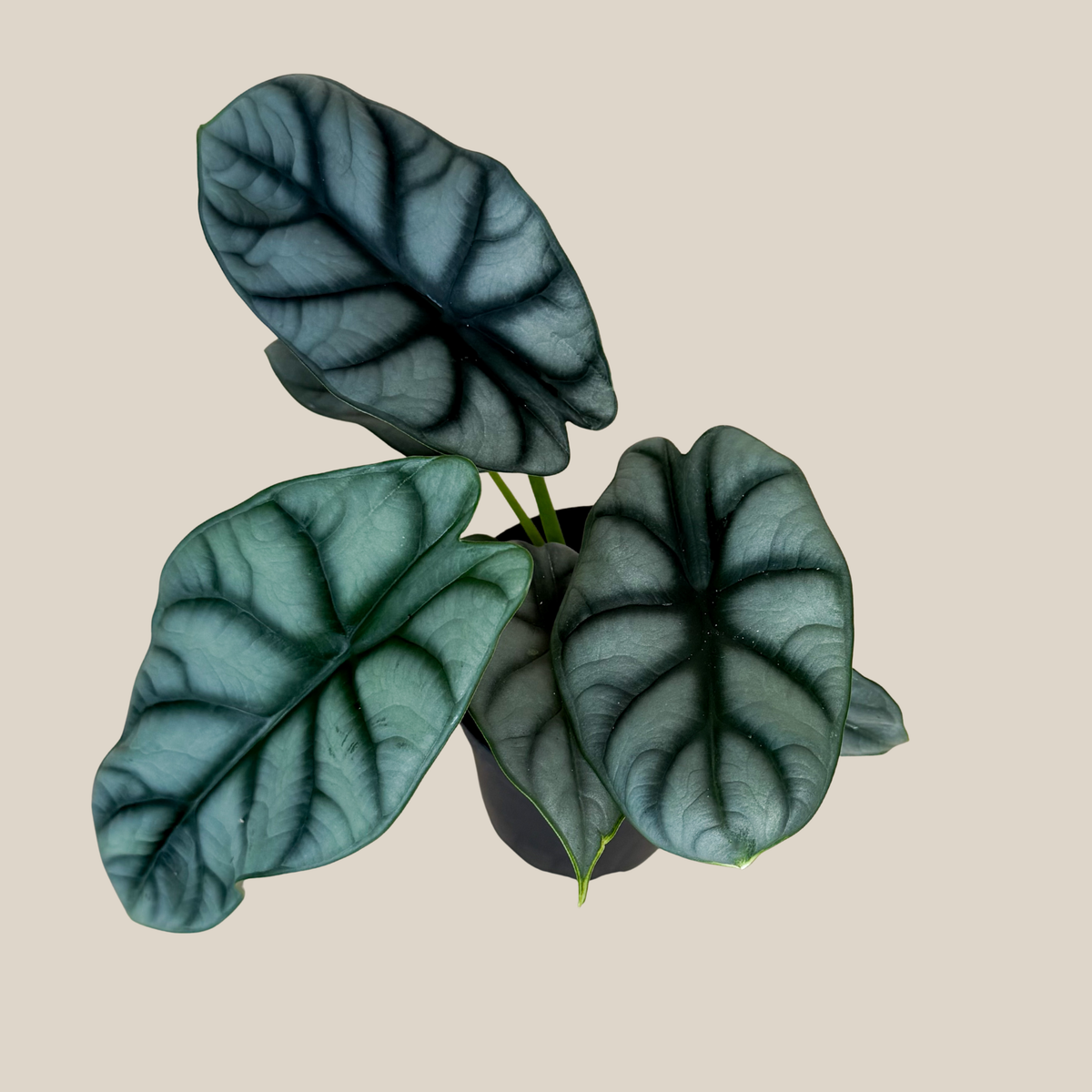Alocasia Silver Dragon (Alocasia Baginda &