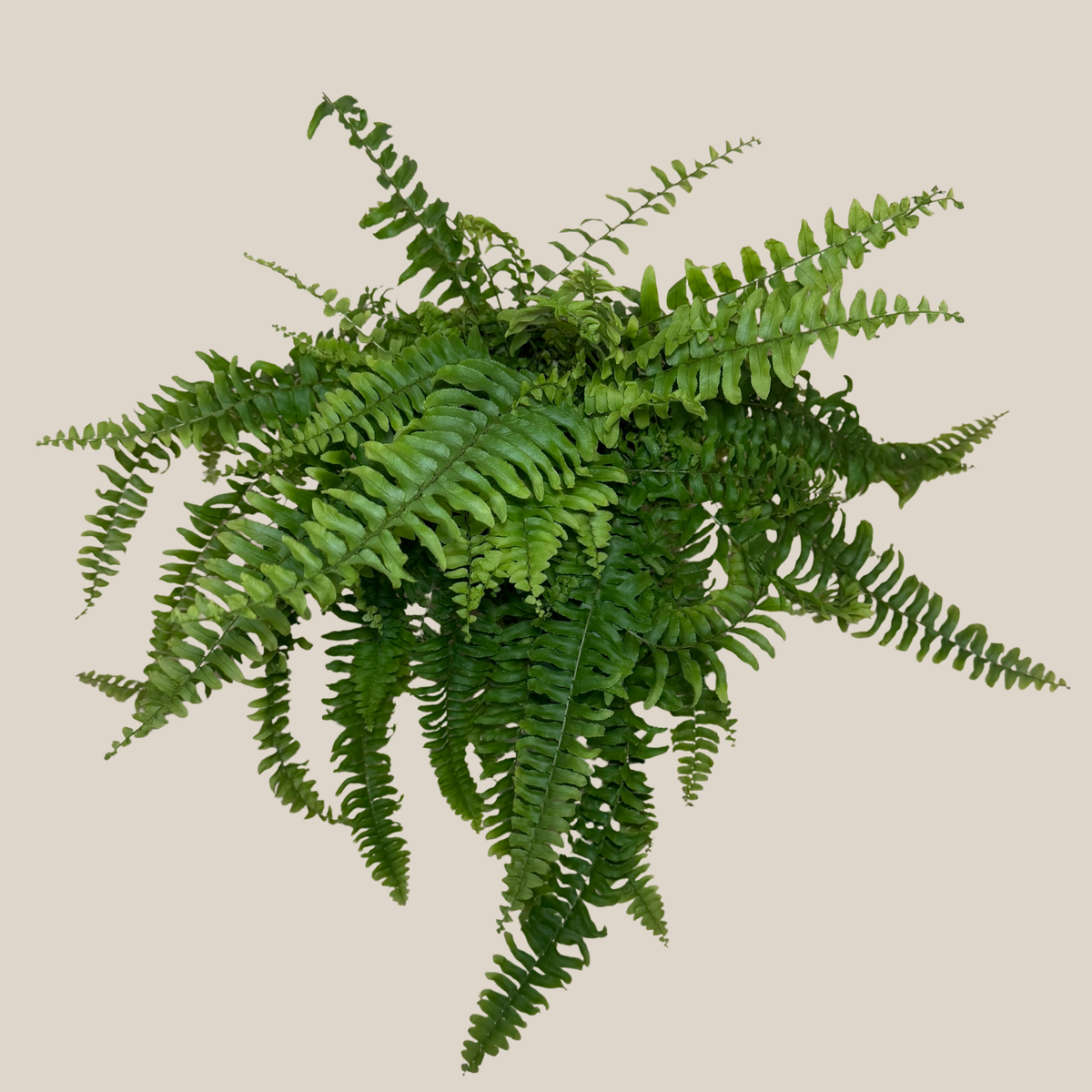Compact Boston Fern (Nephrolepis Exaltata &