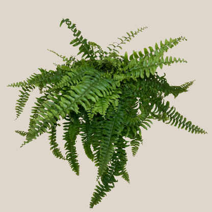 Compact Boston Fern (Nephrolepis Exaltata &