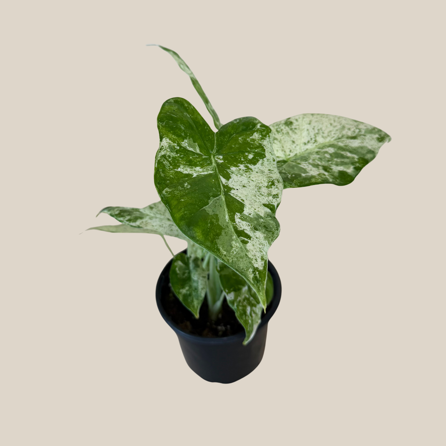 Alocasia Blizzard (Alocasia Odora &
