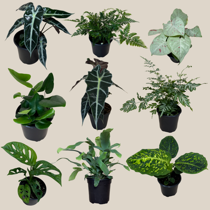 Fern &amp; Foliage Mystery Houseplant 2 Pack - 4 Inch Indoor Houseplants