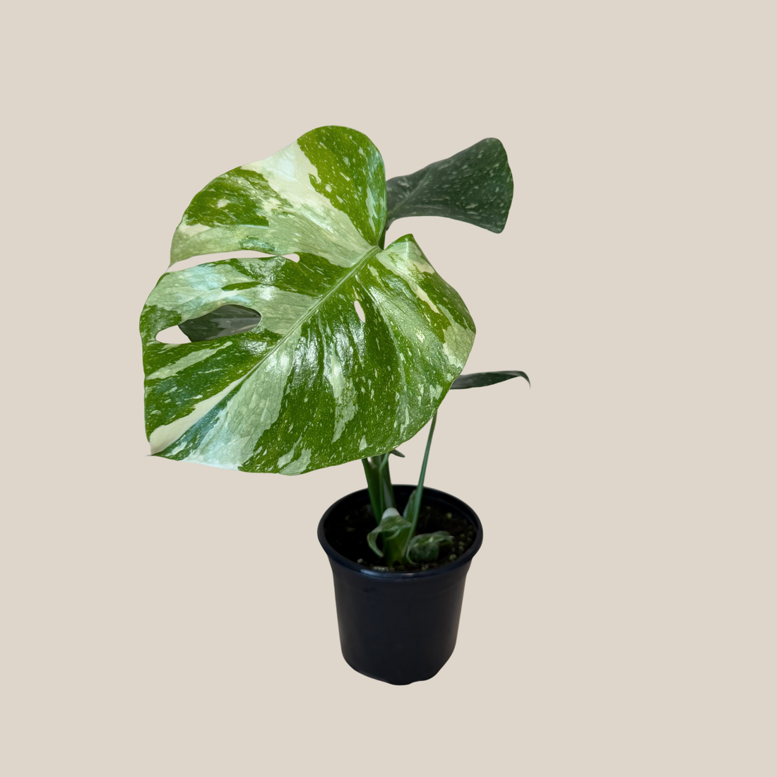 Monstera Thai Constellation (Monstera Deliciosa &