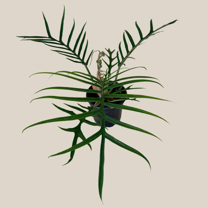 Philodendron Tortum (Philodendron Tortum M.L.Soares &amp; Mayo) - 4 Inch Indoor Houseplant