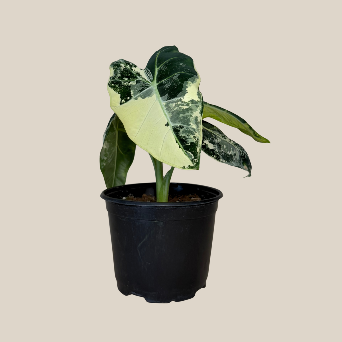 Alocasia Frydek Variegated (Alocasia Micholitziana &