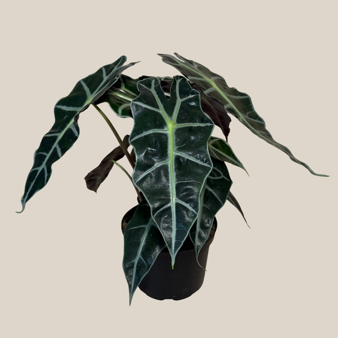 Alocasia Polly (Alocasia x Amazonica &
